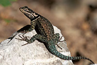 yarrow's spiny lizard