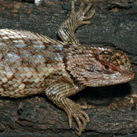 Desert Spiny Lizard
