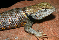 Desert Spiny Lizard