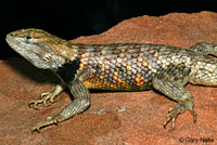 Desert Spiny Lizard