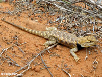 desert spiny lizard