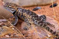 Desert Spiny Lizard