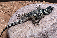 New Mexico Crevice Spiny Lizard