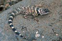 New Mexico Crevice Spiny Lizard