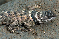 New Mexico Crevice Spiny Lizard