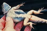 New Mexico Crevice Spiny Lizard