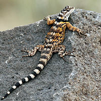 New Mexico Crevice Spiny Lizard