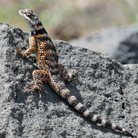 New Mexico Crevice Spiny Lizard