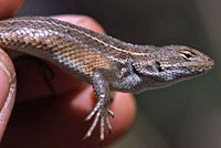 Slevin's Bunchgrass Lizard