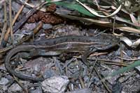 Slevin's Bunchgrass Lizard