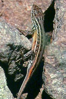 Slevin's Bunchgrass Lizard