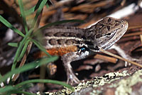 Slevin's Bunchgrass Lizard