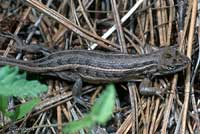 Slevin's Bunchgrass Lizard