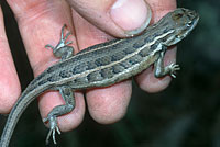 Slevin's Bunchgrass Lizard