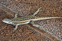 Plateau Fence Lizard