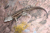 Plateau Fence Lizard