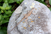 Plateau Fence Lizard