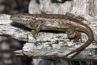 Plateau Fence Lizard