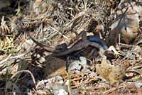 Plateau Fence Lizard