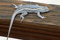 southwestern fence lizard