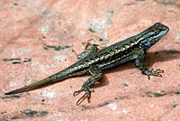 Plateau Fence Lizard