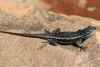 Plateau Fence Lizard