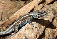 Plateau Fence Lizard