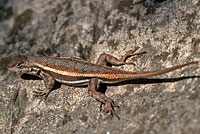 striped plateau lizard