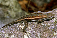 Striped Plateau Lizard