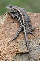 Striped Plateau Lizard