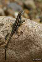 Striped Plateau Lizard