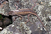 Striped Plateau Lizard