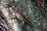 Striped Plateau Lizard