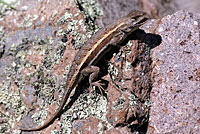 Striped Plateau Lizard