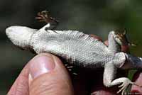 Striped Plateau Lizard