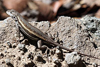 Striped Plateau Lizard