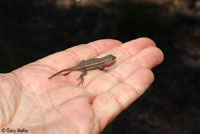 Striped Plateau Lizard