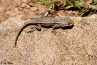 Striped Plateau Lizard