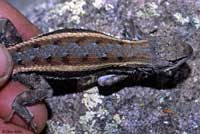 Striped Plateau Lizard