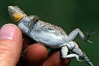 Schott's Tree Lizard