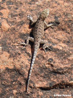 Schott's Tree Lizard