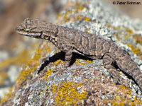 Schott's Tree Lizard