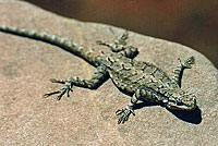 Schott's Tree Lizard