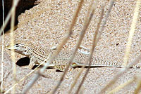 yuman desert fringe-toed lizard