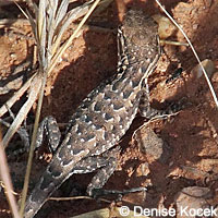 Western Side-blotched Lizard