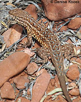 Western Side-blotched Lizard