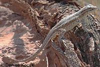 Western Side-blotched Lizard