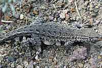 Northern Side-blotched Lizard