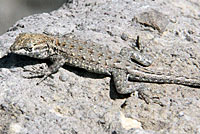 Northern Side-blotched Lizard