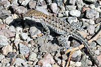 Northern Side-blotched Lizard